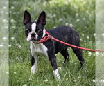 Small #2 Boston Terrier