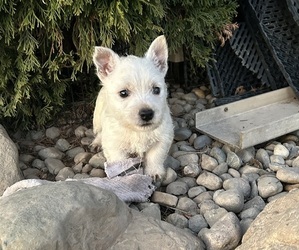 West Highland White Terrier Puppy for sale in LAGRANGE, IN, USA