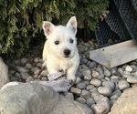 Small West Highland White Terrier