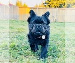 Small Photo #2 French Bulldog Puppy For Sale in TACOMA, WA, USA