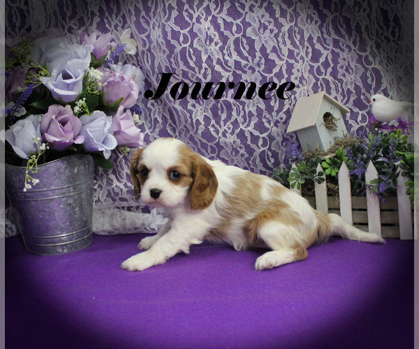Medium Photo #13 Cavalier King Charles Spaniel Puppy For Sale in CHANUTE, KS, USA