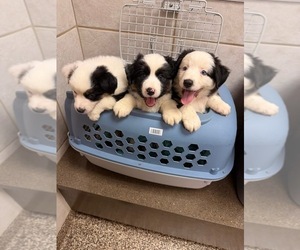 Australian Shepherd Puppy for sale in SALISBURY, NC, USA