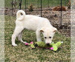 Small Photo #5 Great Pyrenees-Unknown Mix Puppy For Sale in Croydon, NH, USA