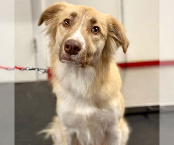 Medium Photo #4 Australian Shepherd-Collie Mix Puppy For Sale in Canton, CT, USA