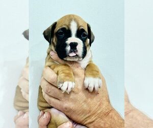 Boxer Puppy for sale in LAURENS, SC, USA
