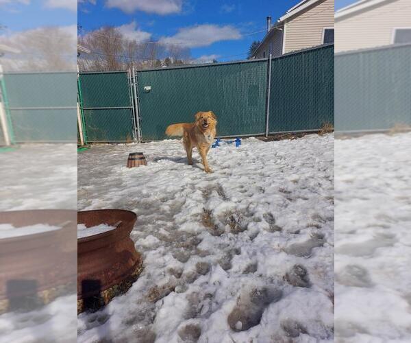 Medium Photo #8 Chow Chow-Golden Retriever Mix Puppy For Sale in Brewster, NY, USA