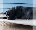 Small Photo #1 Boxer Puppy For Sale in PASS CHRISTIAN, MS, USA