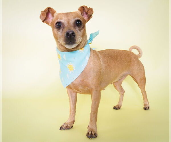 Medium Photo #2 Chiweenie Puppy For Sale in phoenix, AZ, USA