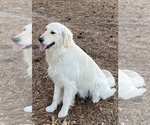 Small #4 English Cream Golden Retriever