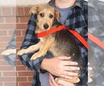 Small Photo #4 Mutt Puppy For Sale in Carrollton, TX, USA