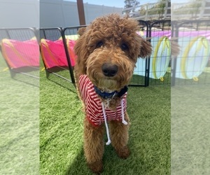 Father of the Aussiedoodle Miniature puppies born on 10/31/2025