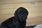 Small Photo #4 Goldendoodle Puppy For Sale in HUDSONVILLE, MI, USA