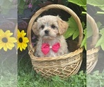 Small #9 Cav-A-Malt-Maltese Mix
