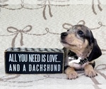 Small #2 Dachshund