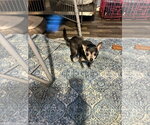 Small #2 Chihuahua