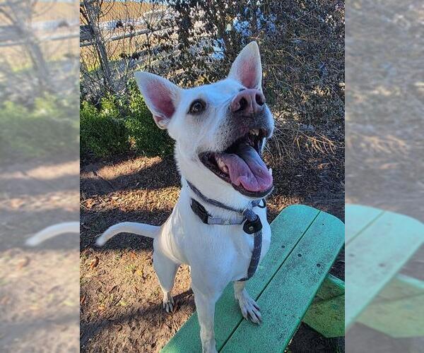 Medium Photo #2 Mutt Puppy For Sale in Ocala, FL, USA