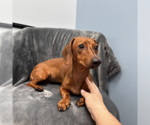 Small #3 Dachshund