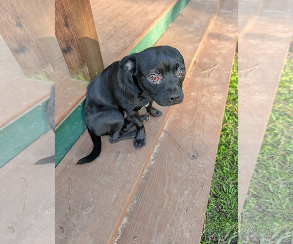 Medium Photo #1 Faux Frenchbo Bulldog Puppy For Sale in The Woodlands, TX, USA