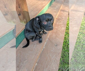 Faux Frenchbo Bulldog Dogs for adoption in The Woodlands, TX, USA