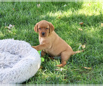 Ralph - Male Labrador Retriever Puppy for Sale - Small photo