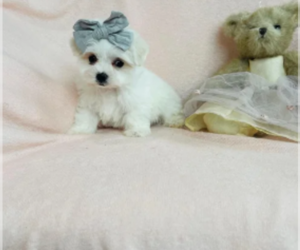 Maltese Puppy for sale in TAMPA, FL, USA