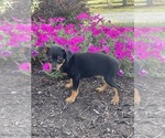 Small #4 Miniature Pinscher