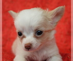 Small Photo #13 Chihuahua Puppy For Sale in ABILENE, KS, USA
