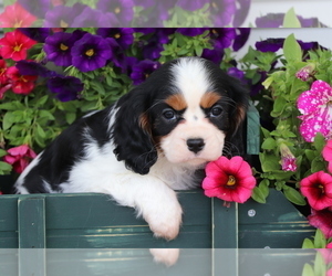 Cavalier King Charles Spaniel Puppy for sale in SHILOH, OH, USA