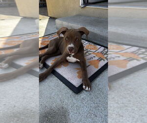 Dory - Female Boxer-Staffordshire Bull Terrier Mix Dog for Adoption - Photo #8