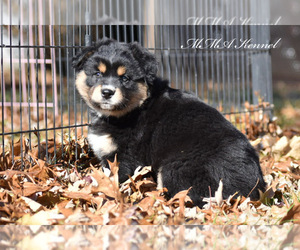 Australian Shepherd Puppy for sale in EASTON, MO, USA