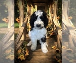 Small Photo #10 Bernedoodle Puppy For Sale in MENIFEE, CA, USA