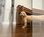 Small #1 Goldendoodle