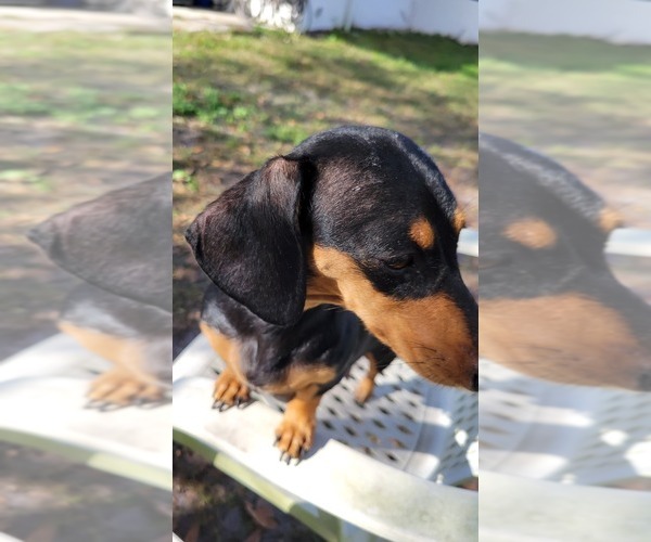 Medium Photo #1 Dachshund Puppy For Sale in PARRISH, FL, USA