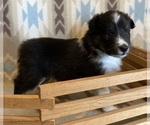 Small #8 Shetland Sheepdog