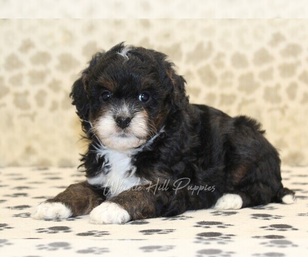 Medium Photo #2 Cavapoo-Miniature Bernedoodle Mix Puppy For Sale in DENVER, PA, USA