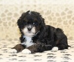 Small #1 Cavapoo-Miniature Bernedoodle Mix