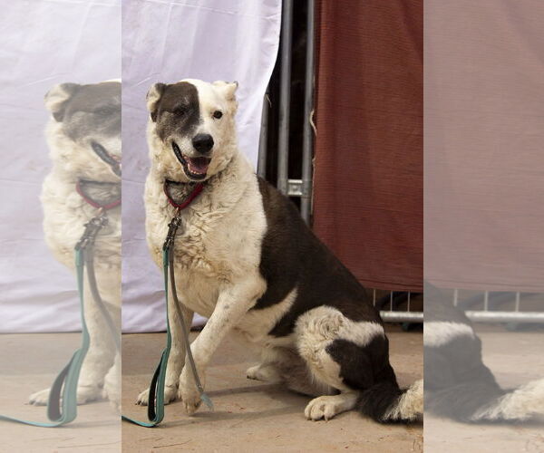 Medium Photo #5 Mutt Puppy For Sale in Cottonwood, AZ, USA