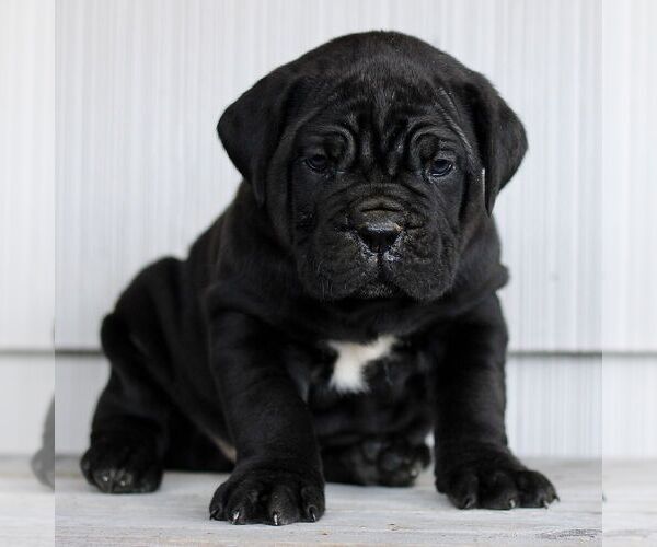 Medium Photo #1 Cane Corso Puppy For Sale in LANCASTER, PA, USA