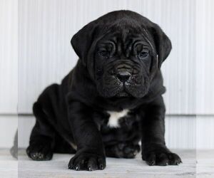Cane Corso Puppy for sale in LANCASTER, PA, USA