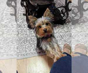 Yorkshire Terrier Puppy for sale in DACULA, GA, USA