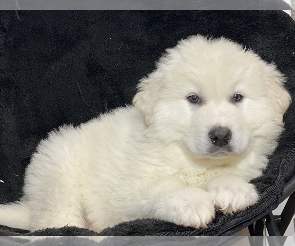 Medium Photo #5 Great Pyrenees Puppy For Sale in CANOGA, NY, USA