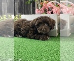 Small #2 Havanese