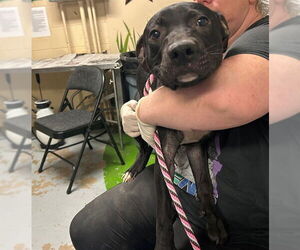 Labrador Retriever-Unknown Mix Dogs for adoption in Ocala, FL, USA