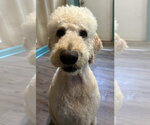 Small #7 Labradoodle