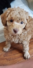 Poodle (Toy) Puppy for sale in MIDDLEBURG, FL, USA