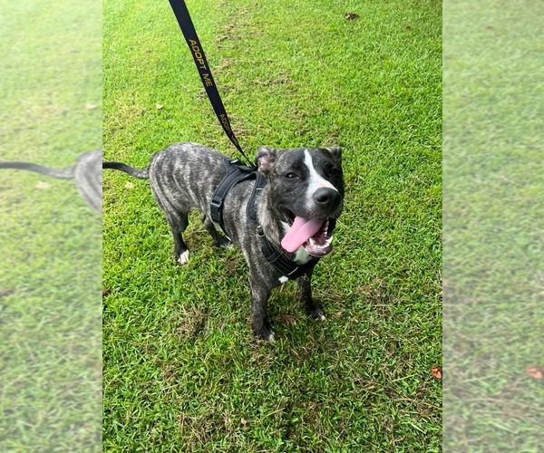 Medium Photo #8 American Staffordshire Terrier-German Shepherd Dog Mix Puppy For Sale in McDonough, GA, USA