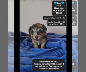 Havapoo Puppy for sale in TUCSON, AZ, USA