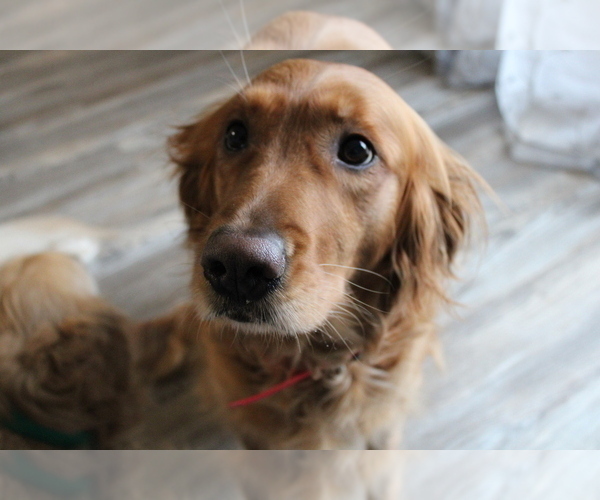 Medium Photo #1 Golden Retriever Puppy For Sale in EAST HAMPTON, CT, USA