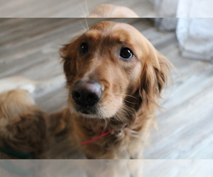 Mother of the Golden Retriever puppies born on 04/25/2025