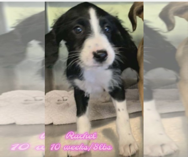 Medium Photo #1 Mutt Puppy For Sale in Woodbury, NY, USA